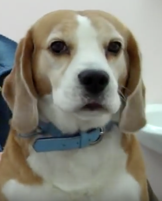  Cabinet Vétérinaire International,Nyon Veterinarian, veterinarian Nyon