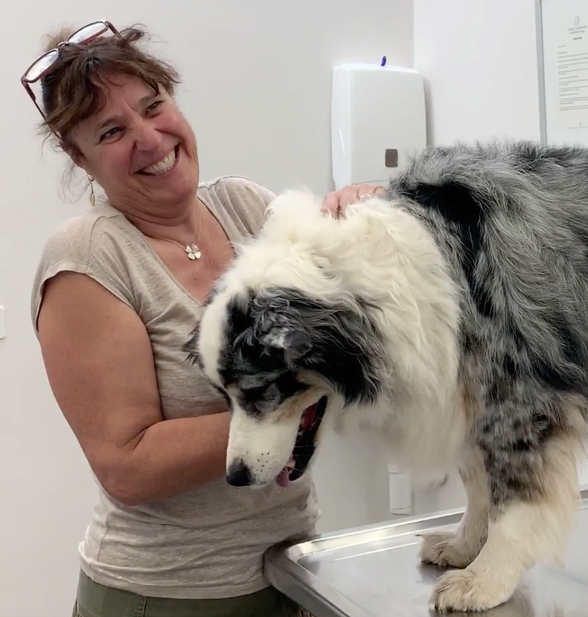  Cabinet Vétérinaire International,Nyon Veterinarian, veterinarian Nyon