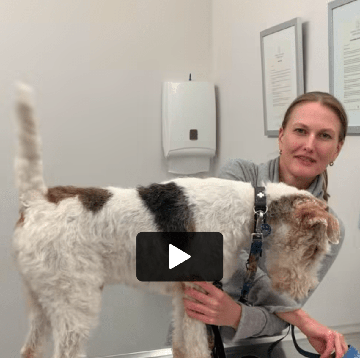  Cabinet Vétérinaire International,Nyon Veterinarian, veterinarian Nyon