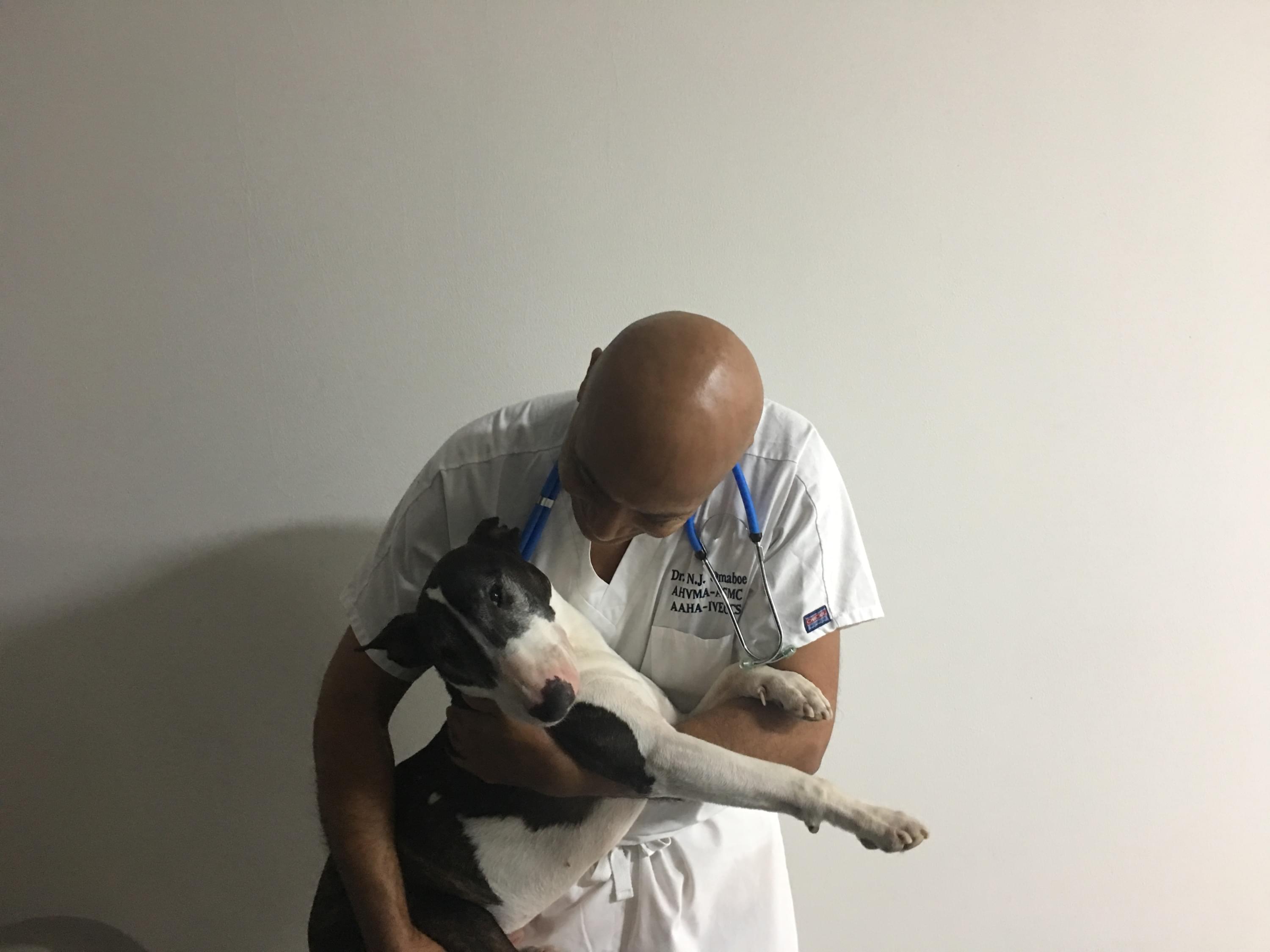  Cabinet Vétérinaire International,Nyon Veterinarian, veterinarian Nyon